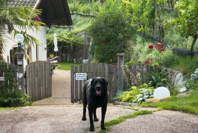 Hund Gruberhof Völlan