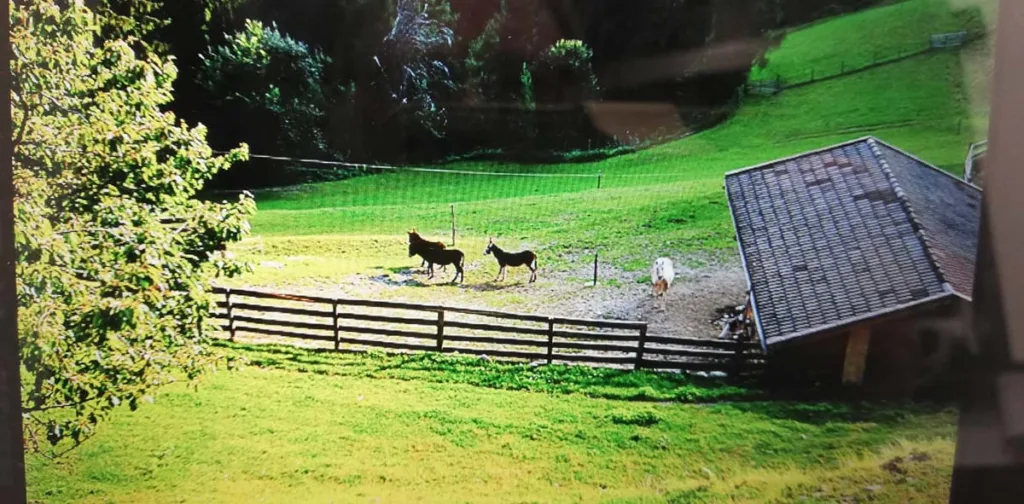 Tierwelt Gruberhof Völlan